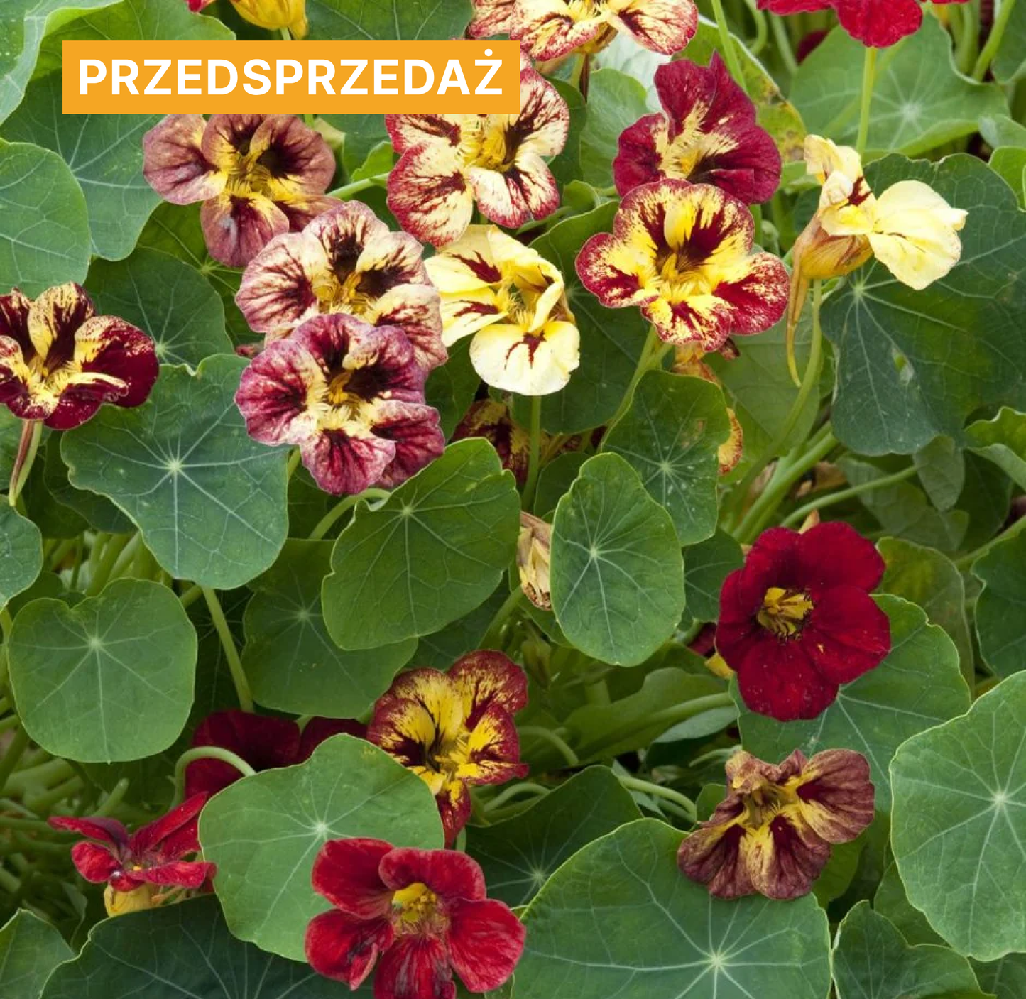 Nasturcja mniejsza 'Bloody Mary' (Tropaeolum minus)