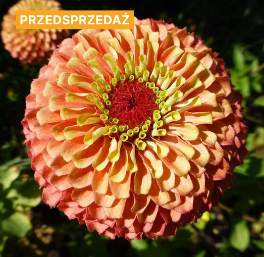 Cynia wytworna 'Queen Lime Orange' (Zinnia elegans)