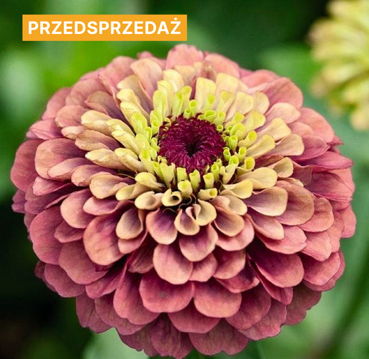 Cynia wytworna 'Queen Red Lime' (Zinnia elegans)