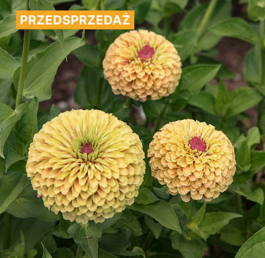 Cynia wytworna 'Queen Lime With Blush' (Zinnia elegans)