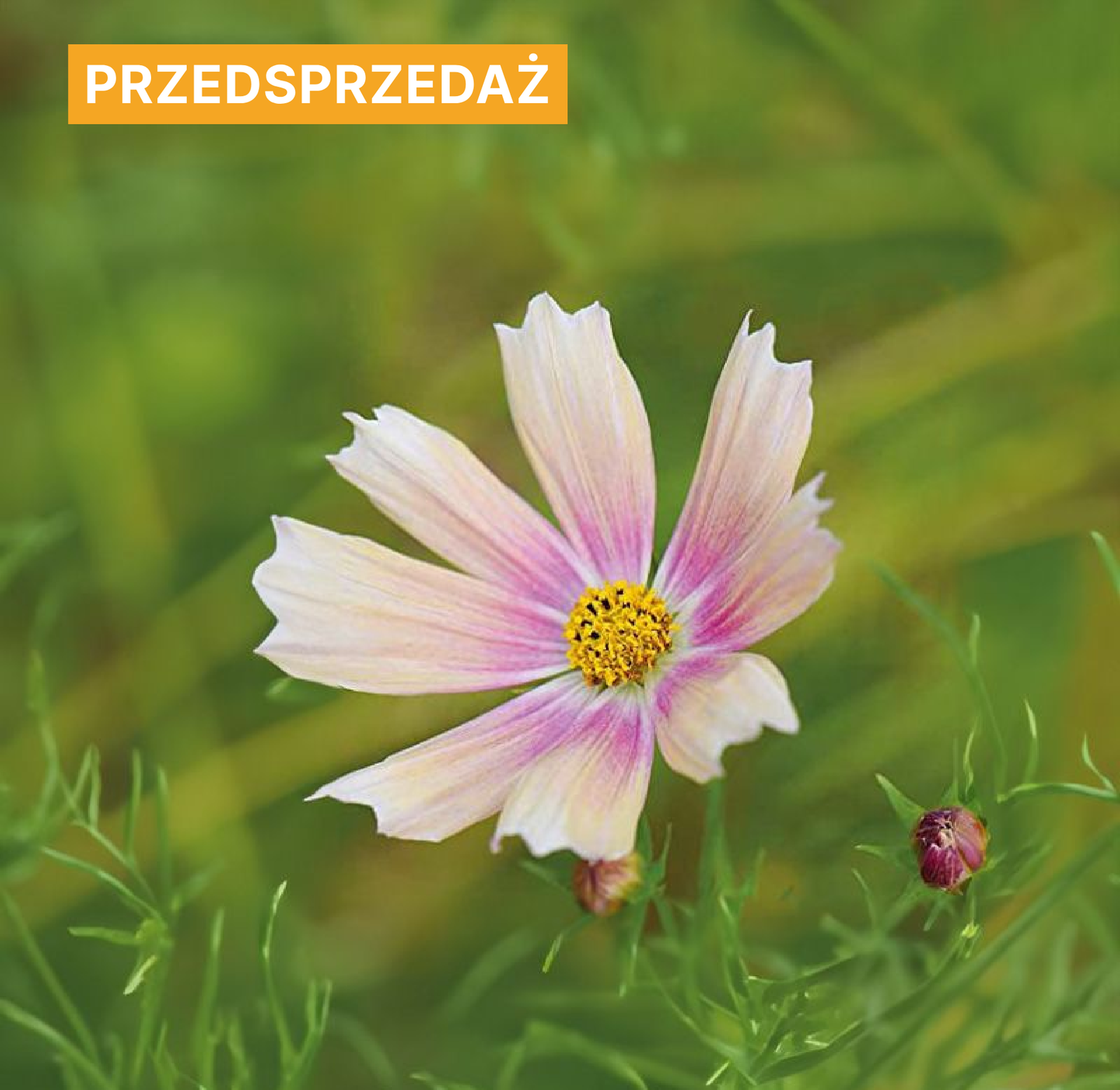 Kosmos pierzasty 'Apricot Lemonade' (Cosmos bipinnatus)