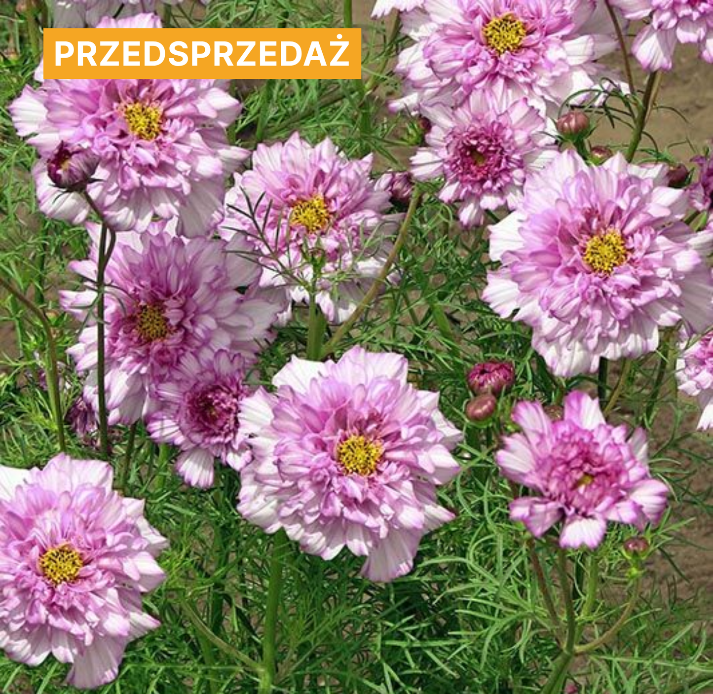 Kosmos pierzasty 'Double Click Bicolour Pink' (Cosmos bipinnatus)