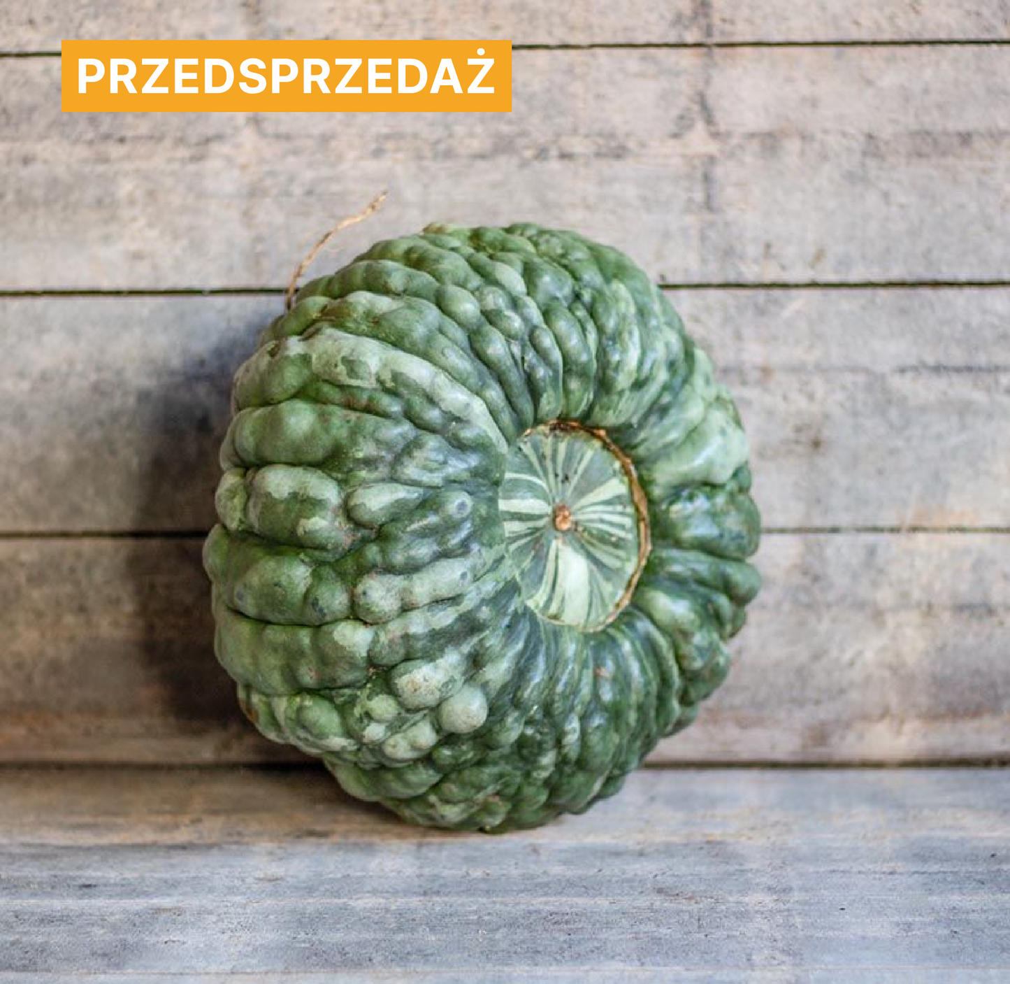 Dynia olbrzymia 'Marina Di Chioggia' (Cucurbita maxima)