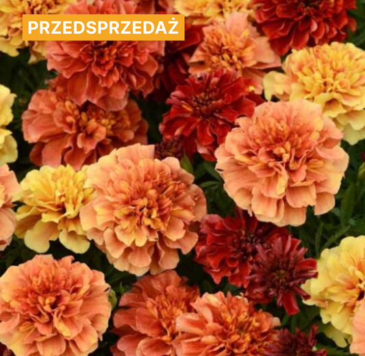 Aksamitka rozpierzchła 'Strawberry Blonde' (Tagetes patula)