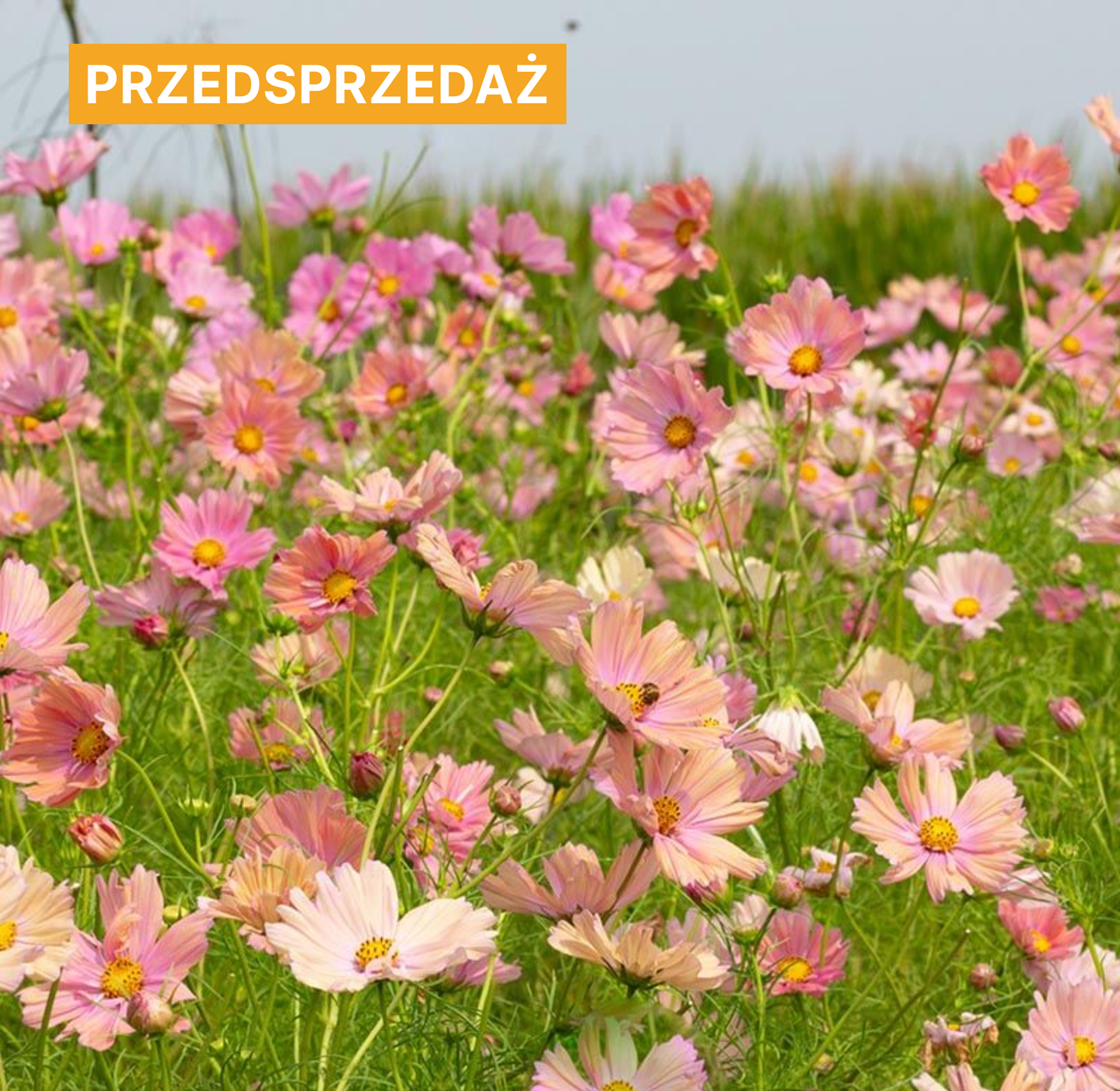 Kosmos pierzasty 'Apricotta' (Cosmos bipinnatus)