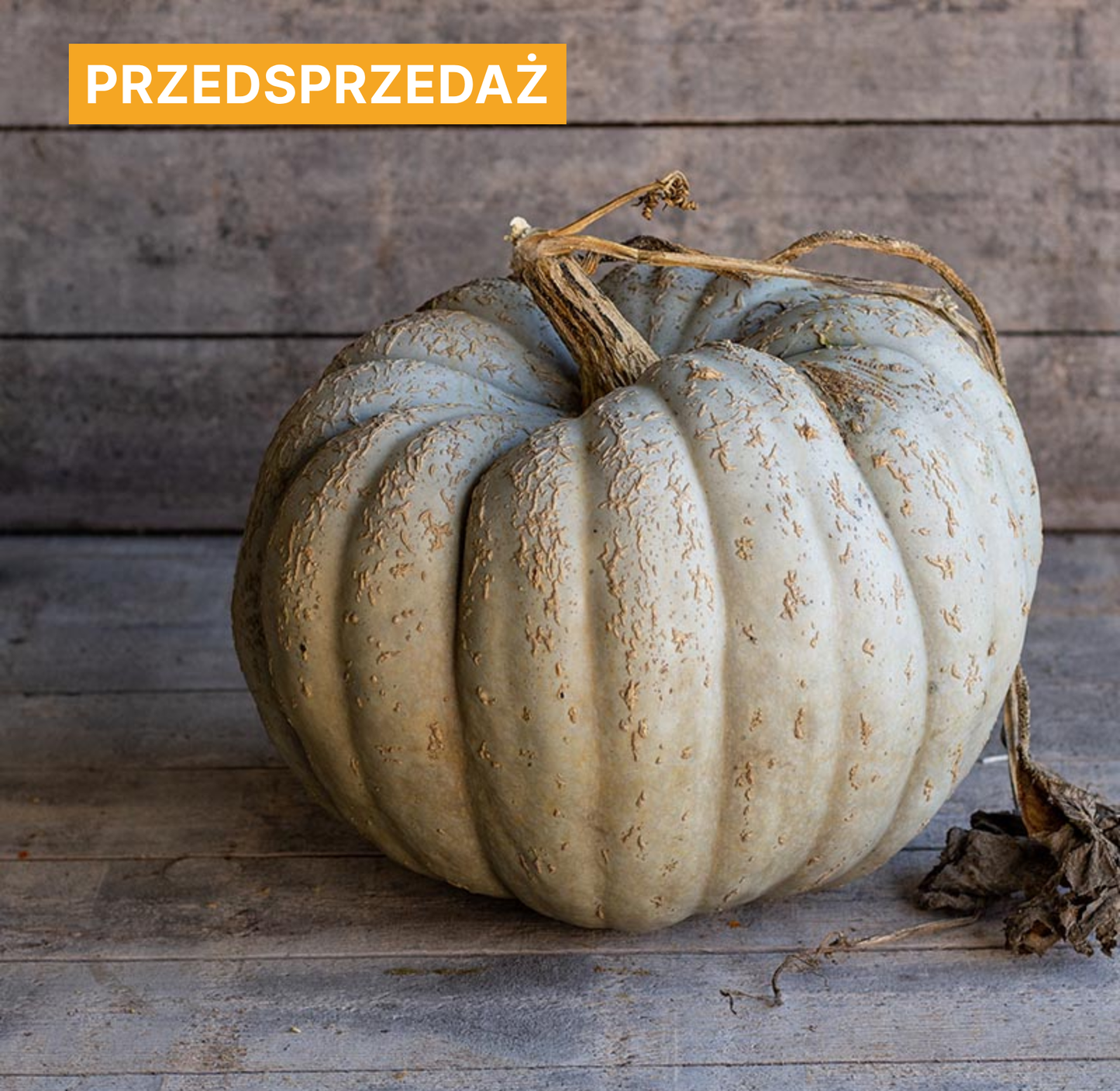 Dynia olbrzymia 'Crioula Pataka' (Cucurbita maxima)