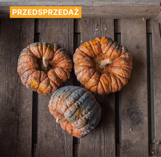 Dynia piżmowa 'Hidemi' (Cucurbita moschata)