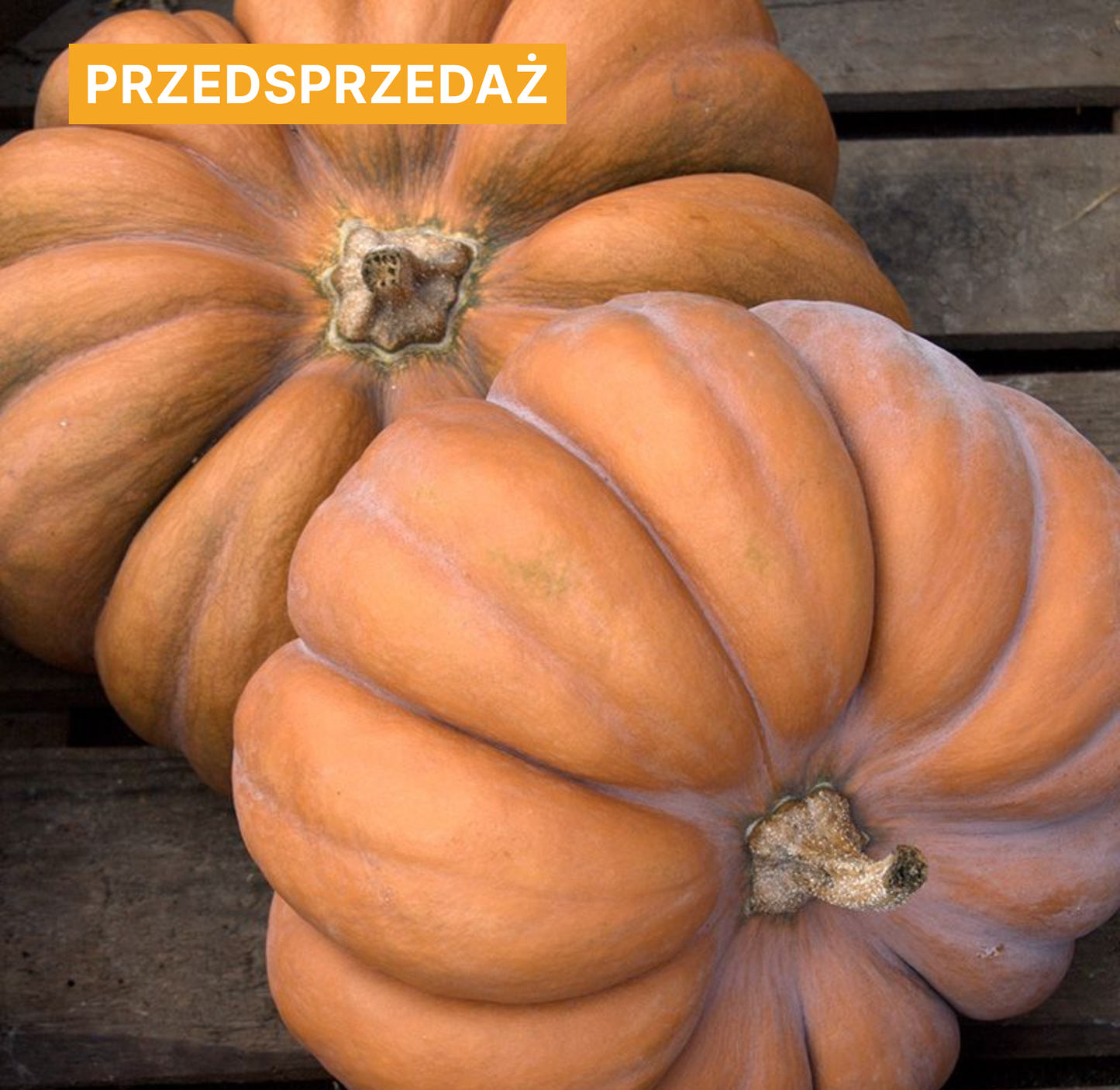 Dynia piżmowa 'Muscat de Provence' (Cucurbita moschata)