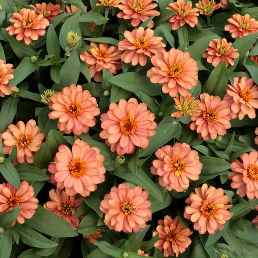 Cynia mieszańcowa 'Profusion Double Deep Salmon' (Zinnia x hybrida)
