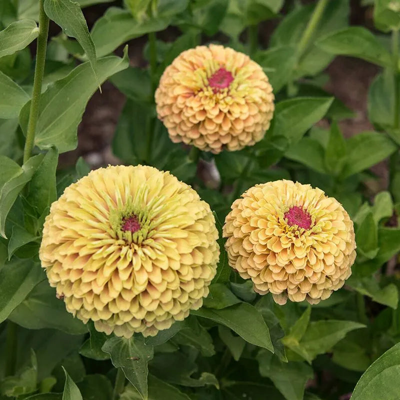 Cynia wytworna 'Queen Lime With Blush' (Zinnia elegans)