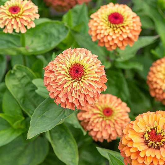 Cynia wytworna 'Queen Lime Orange' (Zinnia elegans)