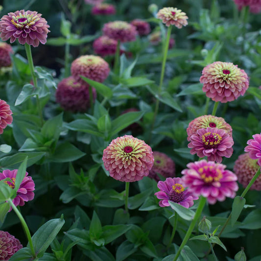 Cynia wytworna 'Queen Red Lime' (Zinnia elegans)