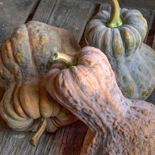 Dynia piżmowa 'Shishigatani' (Cucurbita moschata)