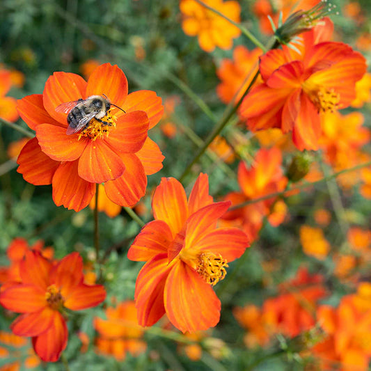 Kosmos siarkowy 'Sunset Orange' (Cosmos sulphureus)