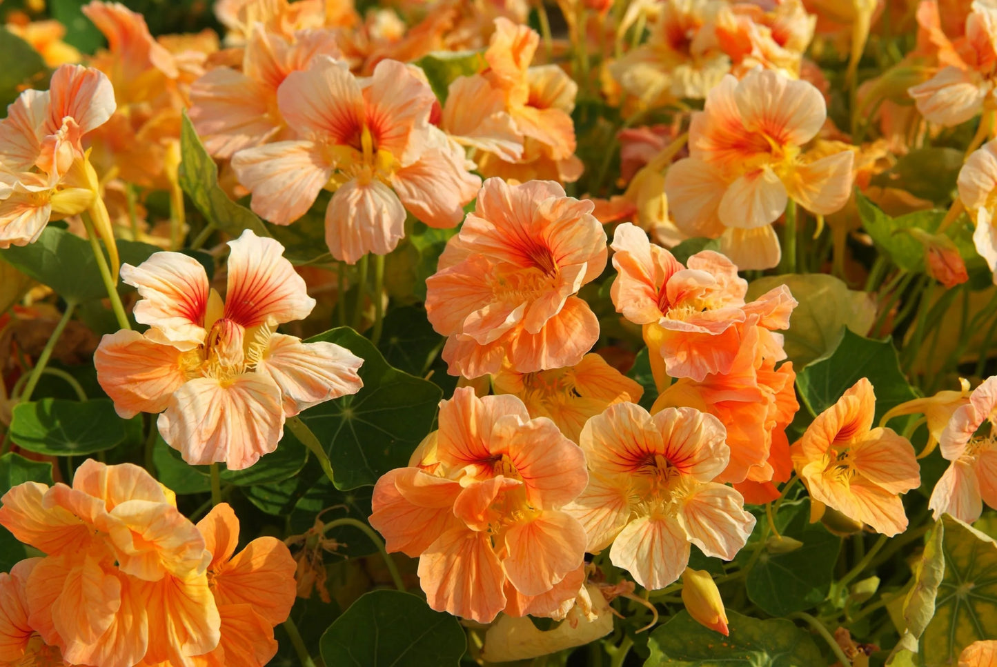 Nasturcja mniejsza 'Tip Top Apricot' (Tropaeolum minus)