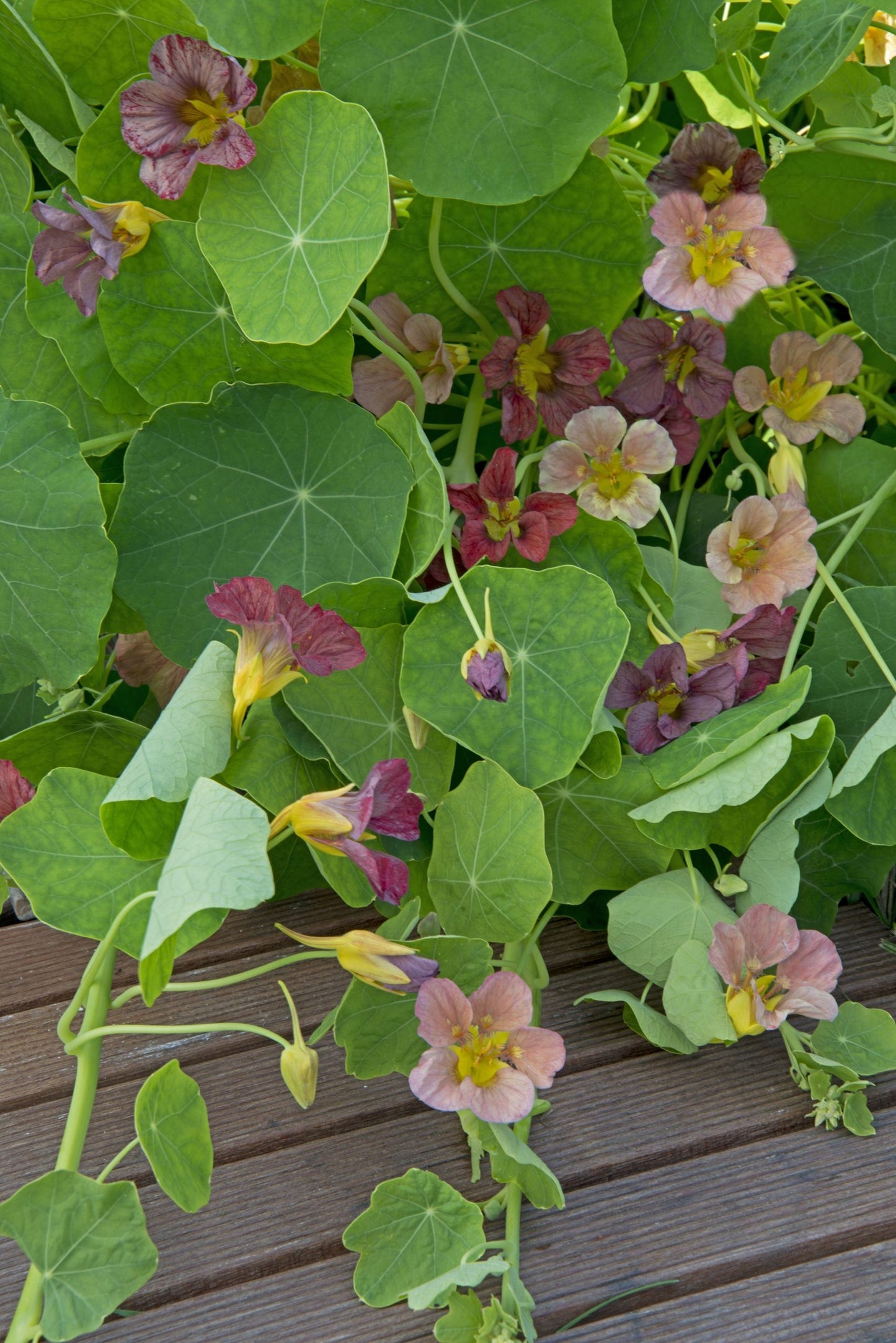 Nasturcja większa 'Purple Emperor' (Tropaeolum majus)