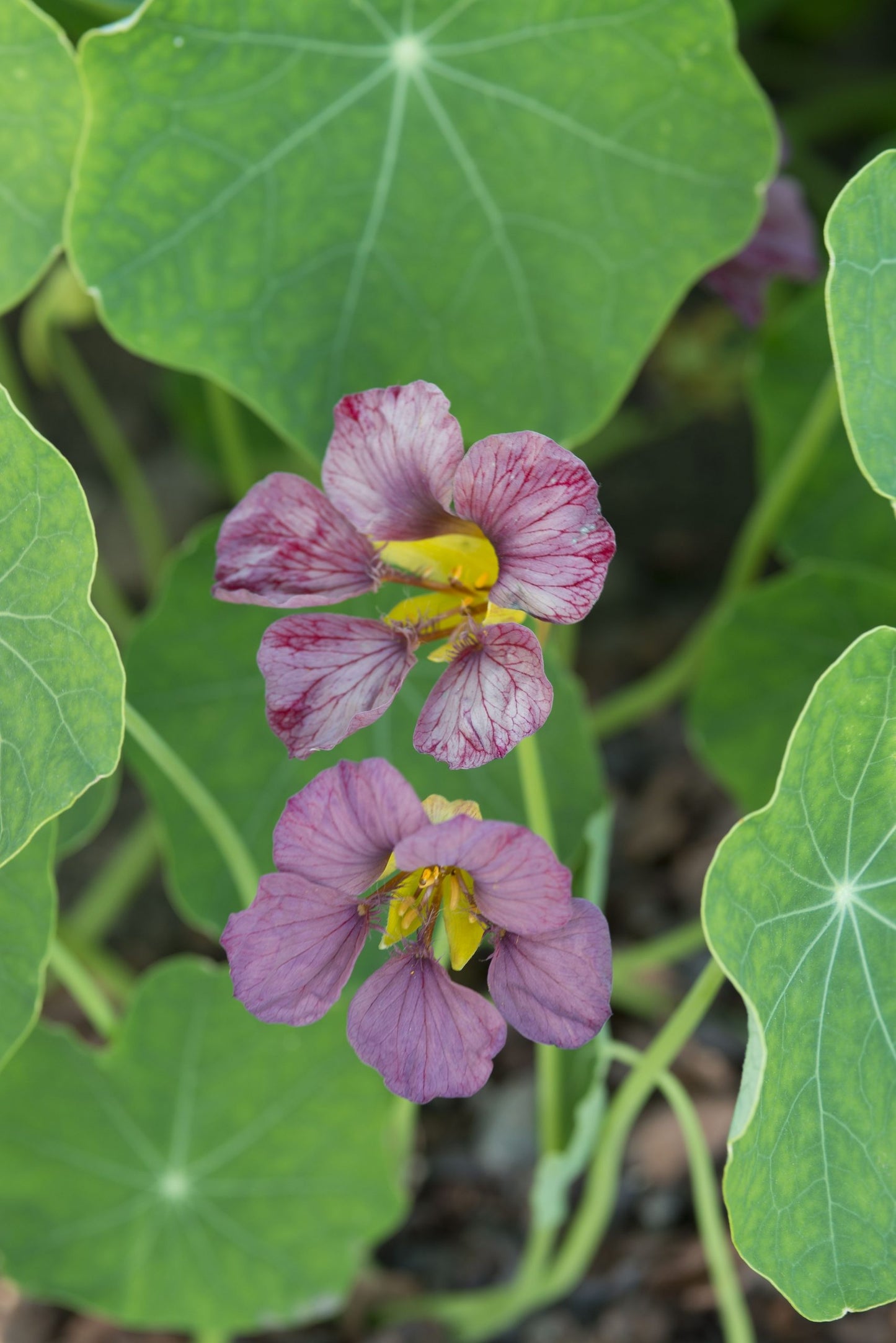 Nasturcja większa 'Purple Emperor' (Tropaeolum majus)