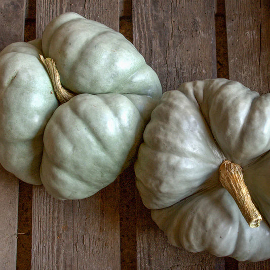 Dynia olbrzymia 'Triamble' (Cucurbita maxima)
