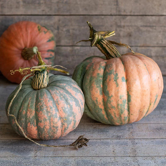 Dynia olbrzymia 'Türkischer Bergkürbis' (Cucurbita maxima)