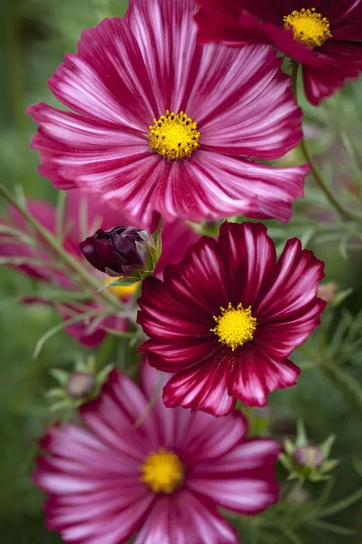 Kosmos pierzasty 'Velouette' (Cosmos bipinnatus)