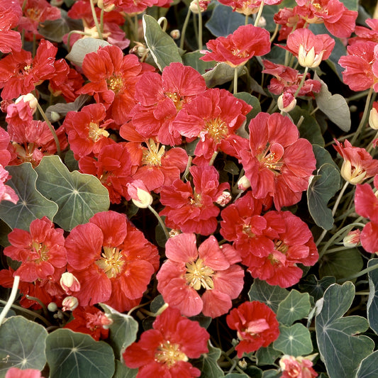Nasturcja mniejsza 'Whirlybird Rose' (Tropaeolum minus)