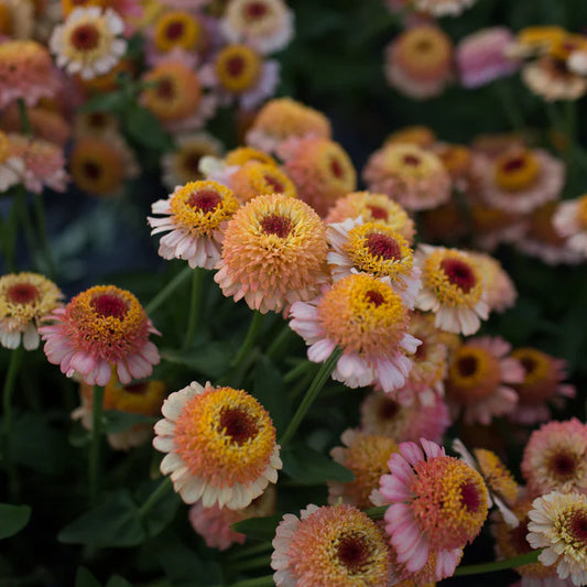 Cynia wytworna 'Zinderella Peach' (Zinnia elegans)